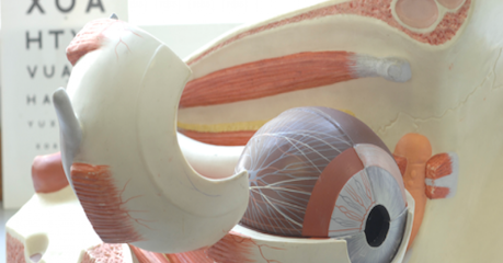 3D rendering of an eye in colour