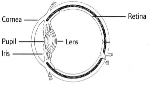 Simple, labelled, diagram of a normal eye in black and white