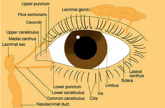 Labelled diagram of the human eye 