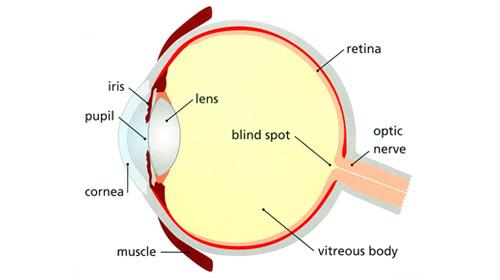 Labelled diagram of the cross section of the human eye in colour
