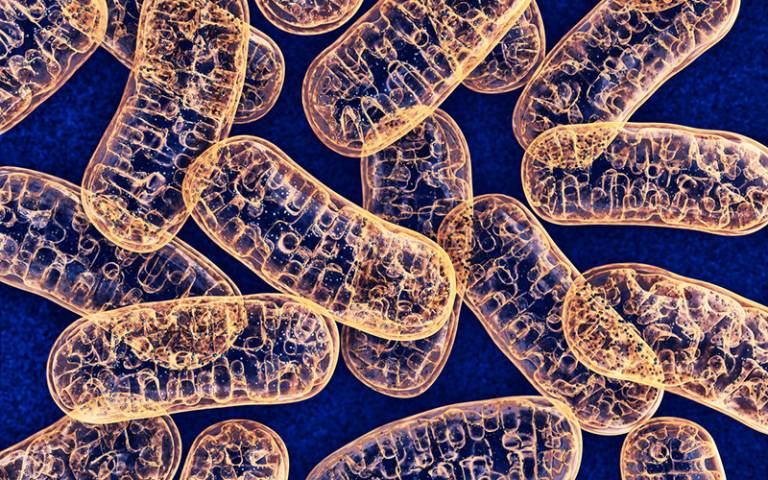 Close-up image of Mitochondria 