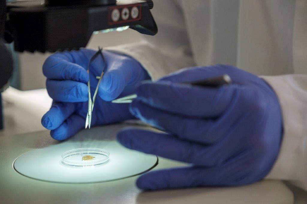 Researcher hands in blue gloves working under lab conditions under a spotlight